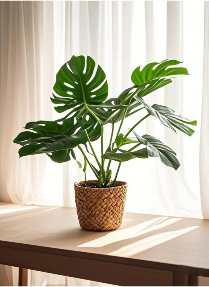 Kutis 1-Piece Simulation Potted Decorative Artificial Bonsai Plant Green Leaf Home Bedroom Living Room Desktop Decoration With Woven Basket 32 cm  - Image 1