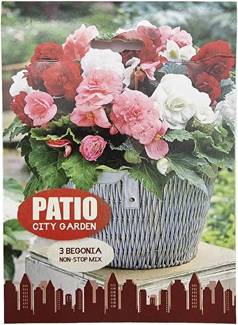 GGOOT 3 x Begonia Non-Stop Mix – Gorgeous, High Performing, Colourful Double Blooms - Grows Quickly & Easily – for Your Beautiful Garden  - Image 1
