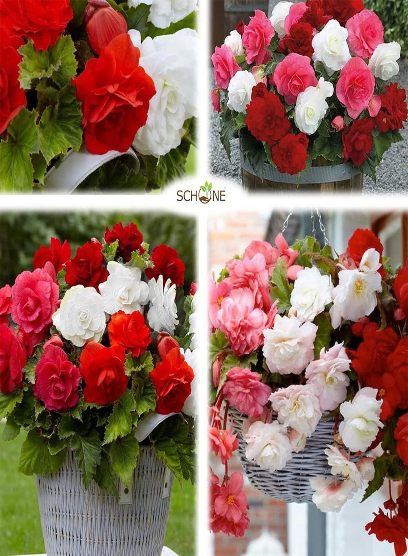 GGOOT 3 x Begonia Non-Stop Mix – Gorgeous, High Performing, Colourful Double Blooms - Grows Quickly & Easily – for Your Beautiful Garden  - Image 4
