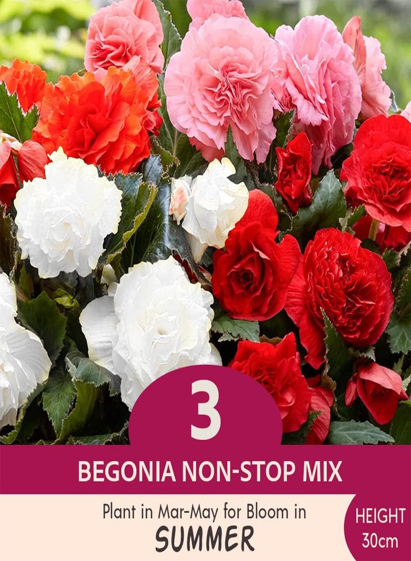 GGOOT 3 x Begonia Non-Stop Mix – Gorgeous, High Performing, Colourful Double Blooms - Grows Quickly & Easily – for Your Beautiful Garden  - Image 2