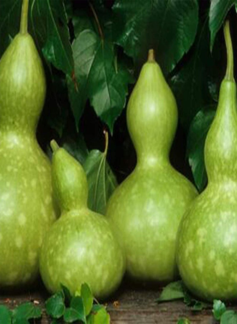 GGOOT seeds Green Garden Flower Plants 10Pcs/Bag Giant Cucurbit Seeds Non GMO Edible Annual Natural Bottle Gourd Calabash Seedlings for Garden   Cucurbit - Image 5