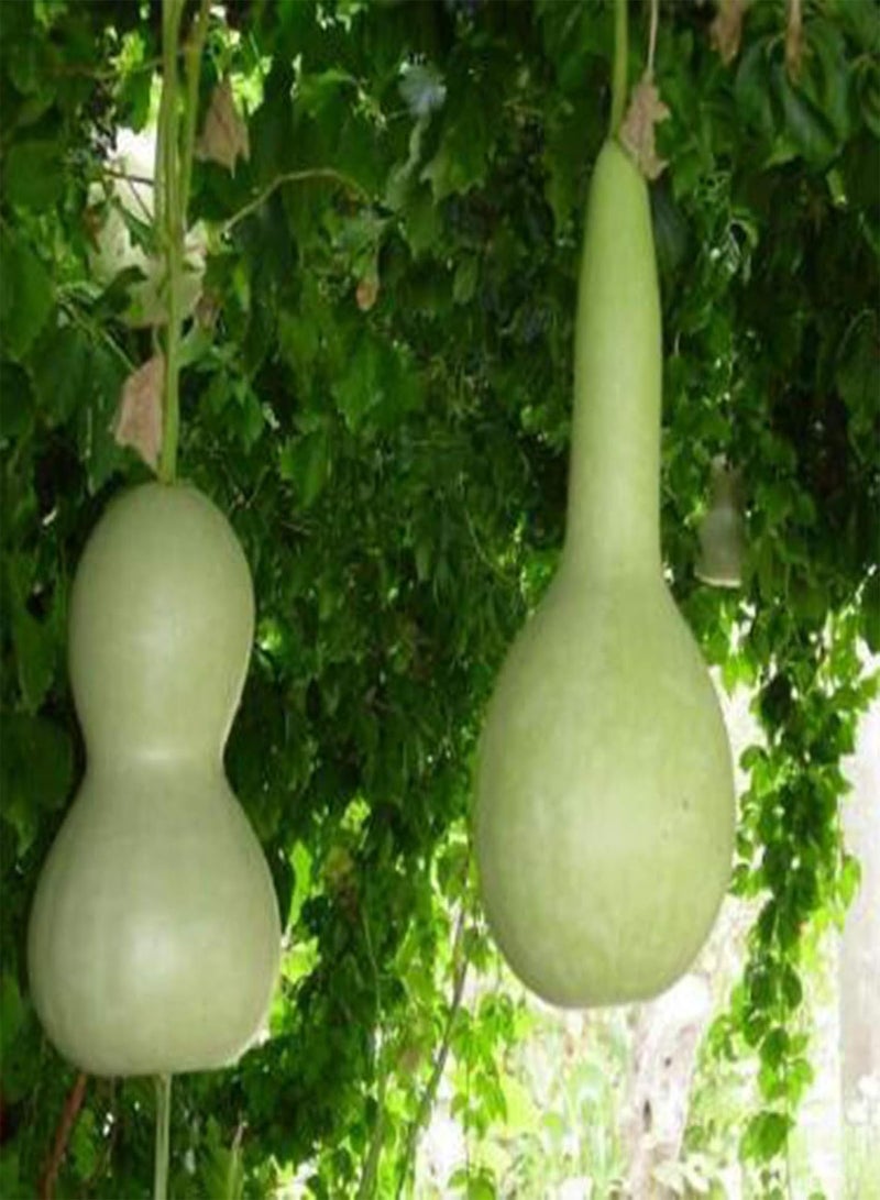 GGOOT seeds Green Garden Flower Plants 10Pcs/Bag Giant Cucurbit Seeds Non GMO Edible Annual Natural Bottle Gourd Calabash Seedlings for Garden   Cucurbit - Image 3