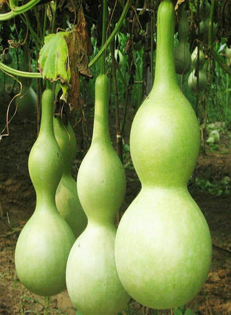 GGOOT seeds Green Garden Flower Plants 10Pcs/Bag Giant Cucurbit Seeds Non GMO Edible Annual Natural Bottle Gourd Calabash Seedlings for Garden   Cucurbit - Image 1