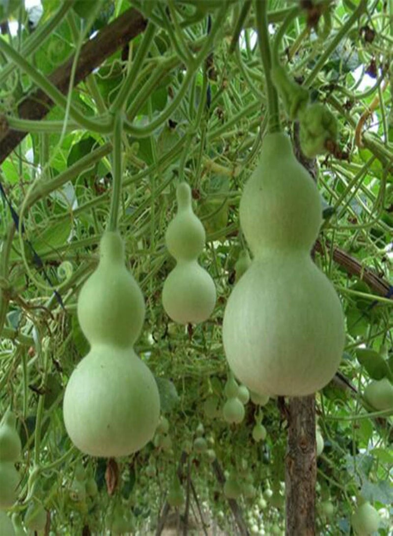 GGOOT seeds Green Garden Flower Plants 10Pcs/Bag Giant Cucurbit Seeds Non GMO Edible Annual Natural Bottle Gourd Calabash Seedlings for Garden   Cucurbit - Image 2