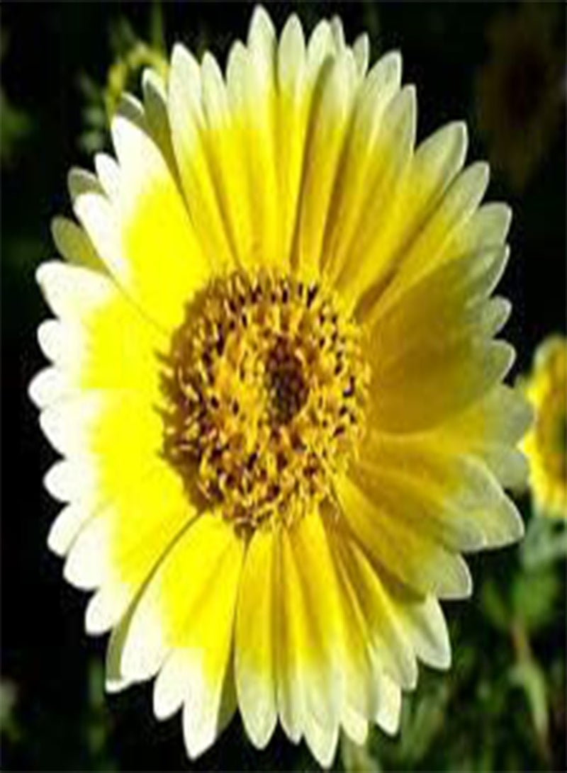 GGOOT Tidy Tips Layia Platyglossa - 5,00 Bulk (PKD) Seeds