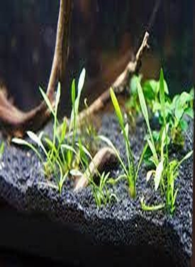 يمكن استخدام رقائق الحمم البركانية السوداء من VAYINATO Petzlifeworld كركيزة/قاعدة لأحواض السمك وللنباتات الداخلية، حجم 2-3 مم (500 غرام). - Image 4