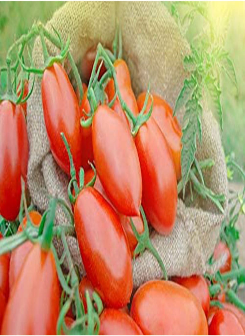 GGOOT Seeds Package Not Plants: 40 1St Class With Tracki: Amish Paste Tomato Non Gmo Sauce Freezing -Fresh Gourmet Flavor  - Image 1