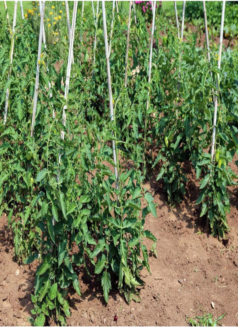GGOOT Seeds Package Not Plants: 40 1St Class With Tracki: Amish Paste Tomato Non Gmo Sauce Freezing -Fresh Gourmet Flavor  - Image 3