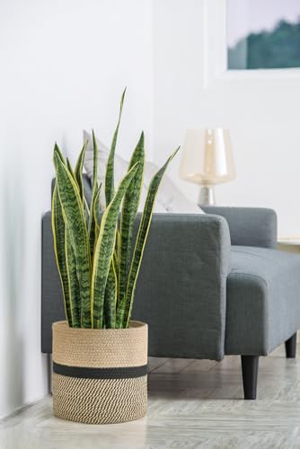 Dahey Jute Rope Plant Basket Modern Woven Storage Basket for 10.5" Indoor Planter, Decorative Flower Pots Cover Laundry Bin with Handle Rustic Home Decor, Black - Image 2