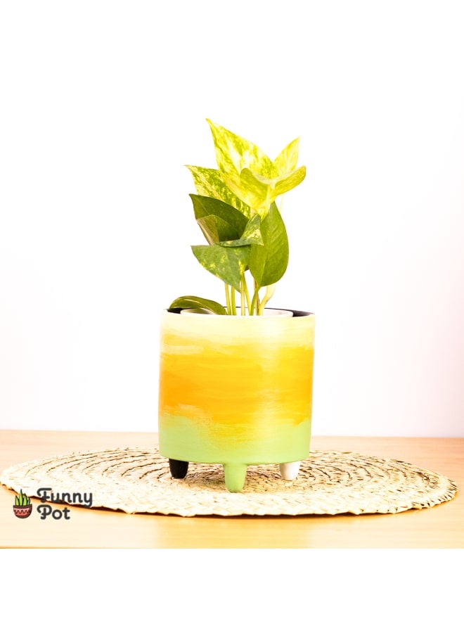 بوت بوتس طبيعي - أصفر وأخضر - 18*10 سم
