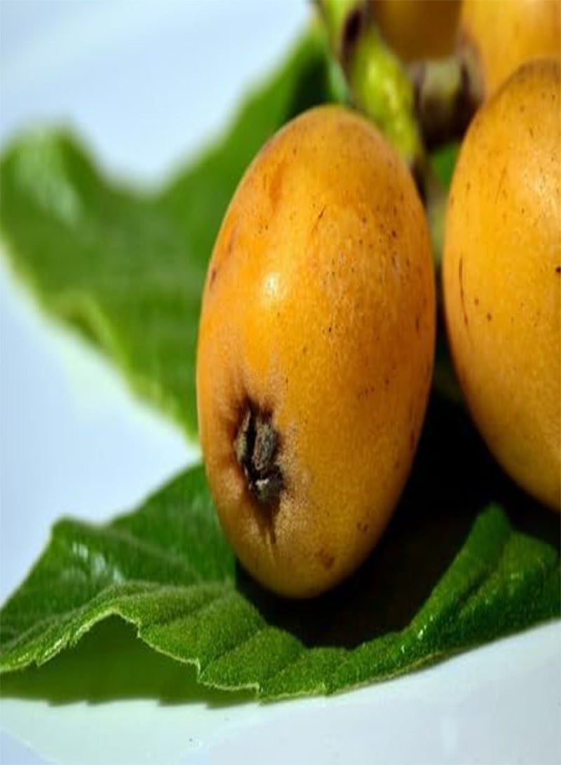 GGOOT 10pcs Fresh Medlar Fruit Seeds - Image 2