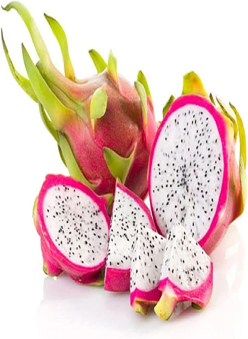 GGOOT 50Stück Pitaya Samen Drachenfrucht Indoor Outdoor Pflanzung geeignet für Anfänger um zu Hause zu arbeiten muss Obst haben um Gäste zu unterhalten jeder der pflanzen möchte - Image 2
