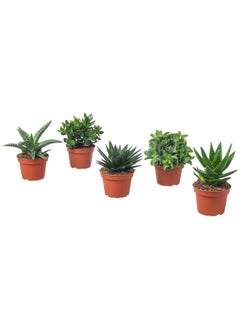 Generic Elastica Potted Plant Rubber Plant Assorted 17 Cm  - Image 1