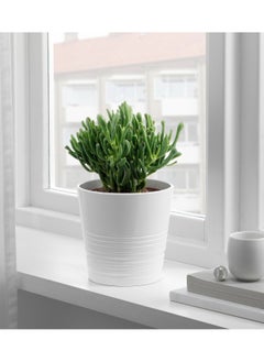 Generic Elastica Potted Plant Rubber Plant Assorted 17 Cm  - Image 2