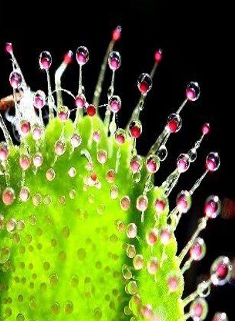 جي جوت 10 قطع/حقيبة من بذور الندى السنوية آكلة اللحوم لمستلزمات الحدائق بذور دروسيرا غير معدلة وراثيًا لنباتات الفناء بذور الحديقة 10 قطع - Image 2