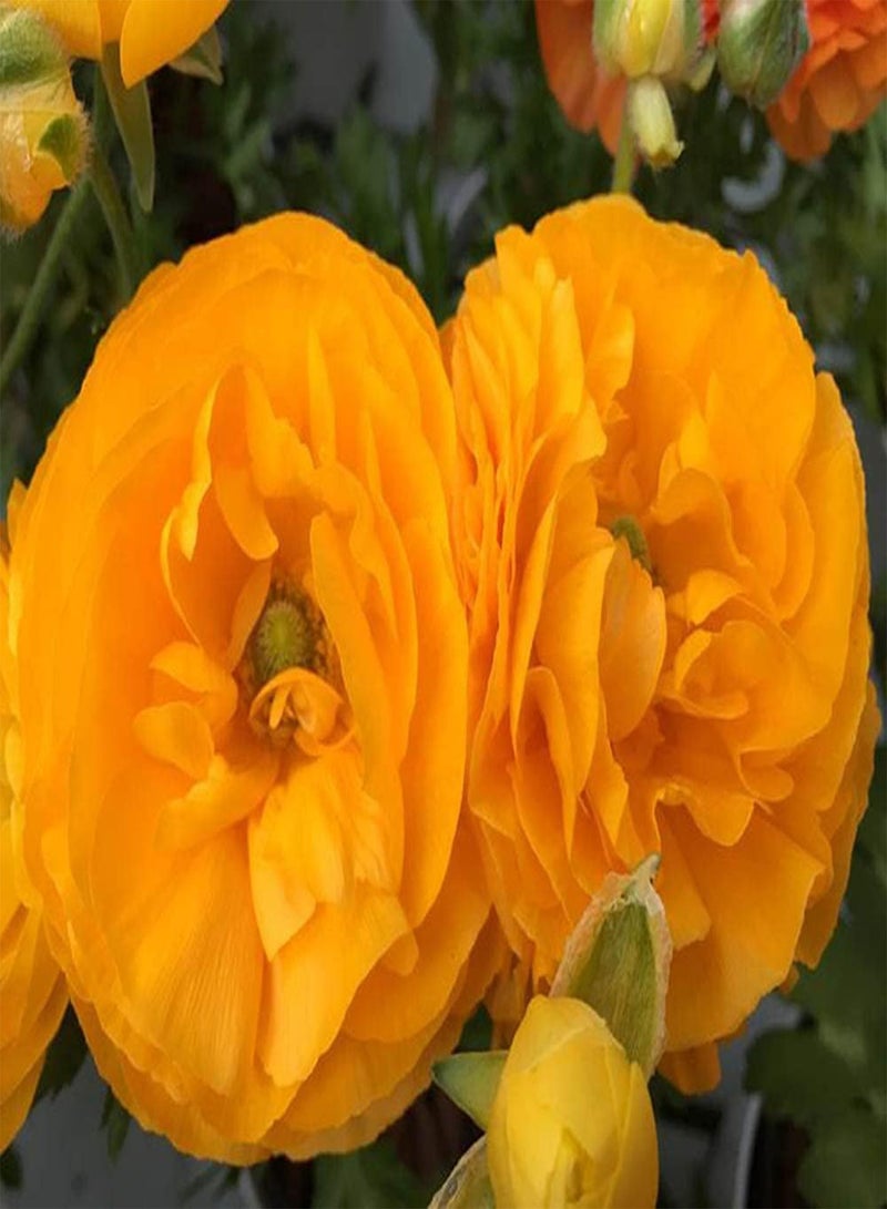 GGOOT 12pcs Yellow Heirloom Rare Ranunculus seeds Buttercups are Usually Planted on Both Sides of Road Create Perfect Gardening Landscape for You - Image 2