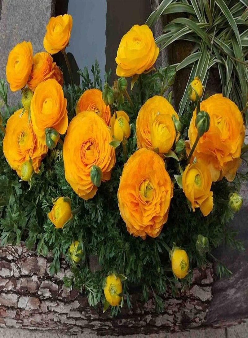 GGOOT 12pcs Yellow Heirloom Rare Ranunculus seeds Buttercups are Usually Planted on Both Sides of Road Create Perfect Gardening Landscape for You - Image 1