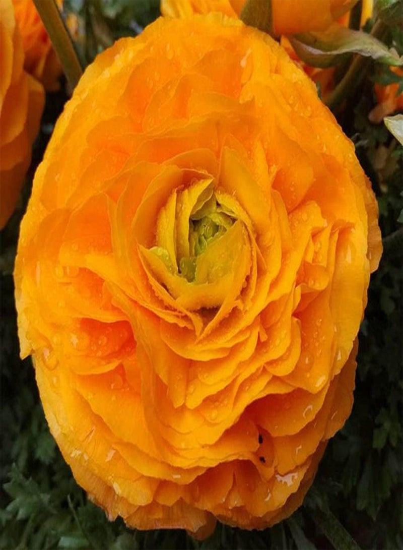 GGOOT 12pcs Yellow Heirloom Rare Ranunculus seeds Buttercups are Usually Planted on Both Sides of Road Create Perfect Gardening Landscape for You - Image 3