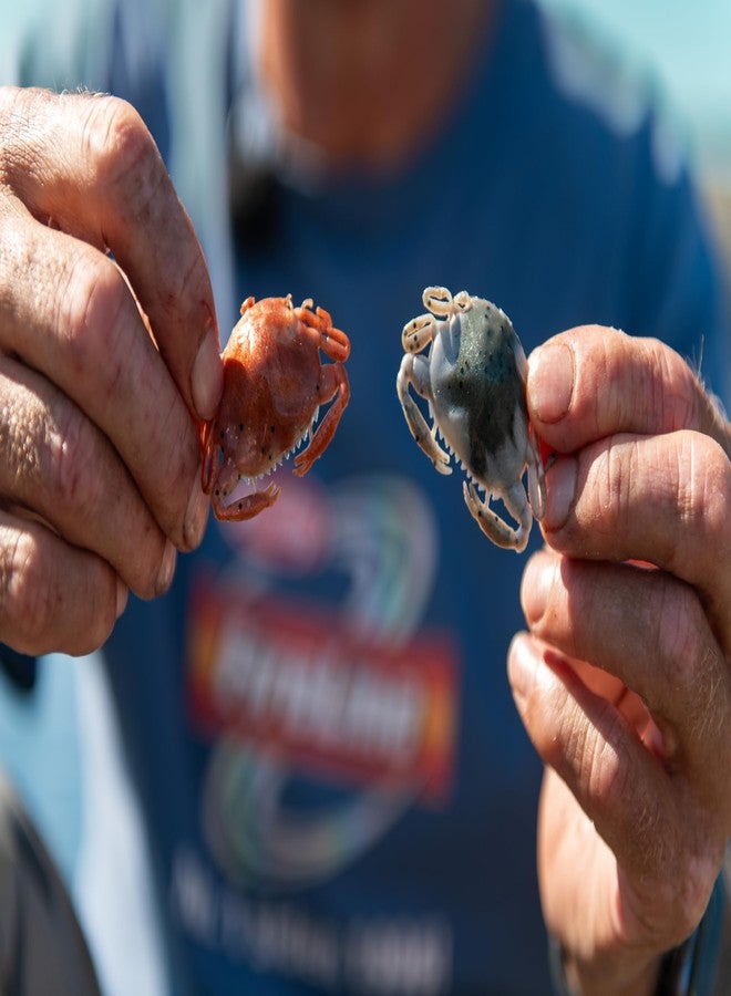 Berkley Gulp! Peeler Crab New Penny, 2" - Image 3