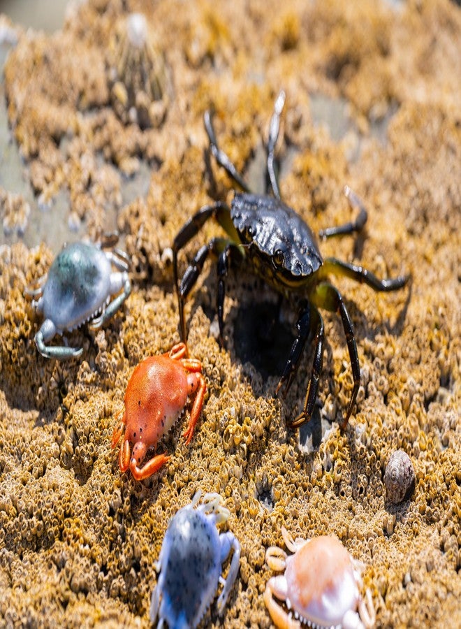 Berkley Gulp! Peeler Crab New Penny, 2" - Image 2