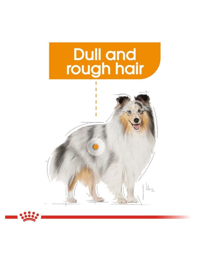 ROYAL CANIN Canine Care Nutrition Coat Care (WET FOOD - Pouches) 12 x 85g - Image 4