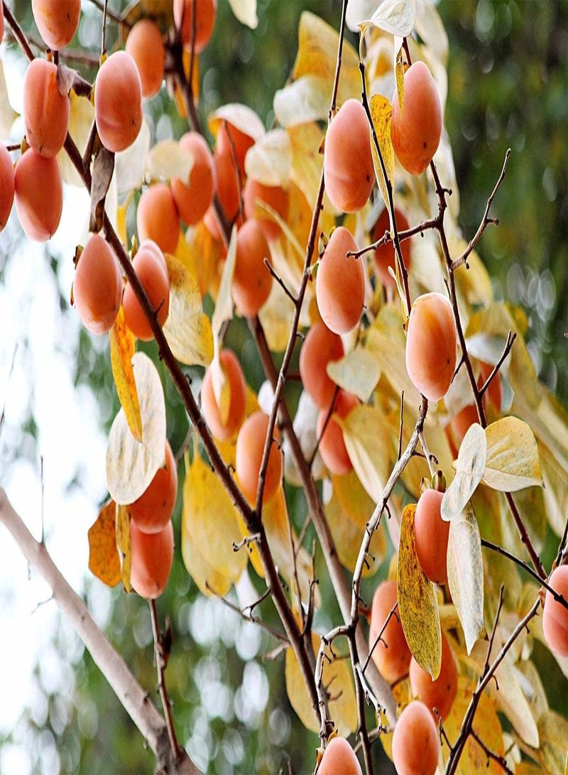 جي جوت 30 قطعة من بذور الكاكي لزراعة فناء الحديقة مليئة بالفواكه الحمراء التي تضيف إلى المناظر الطبيعية الجميلة ولها تأثيرات زخرفية جيدة - Image 2