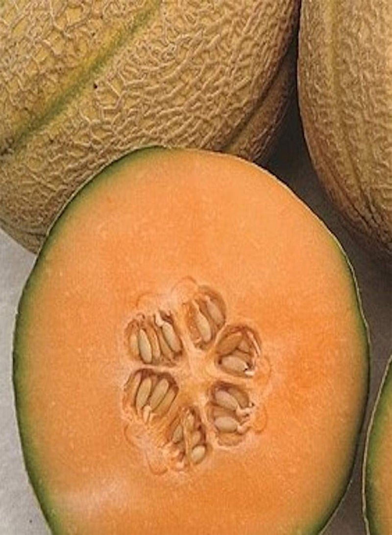 GGOOT 30 Cantaloupe Samen die im Garten im Freien gepflanzt Werden mehrjährige Reben Kletterfrüchte süßes und saftiges Fruchtfleisch das von Kindern geliebt Wird - Image 2