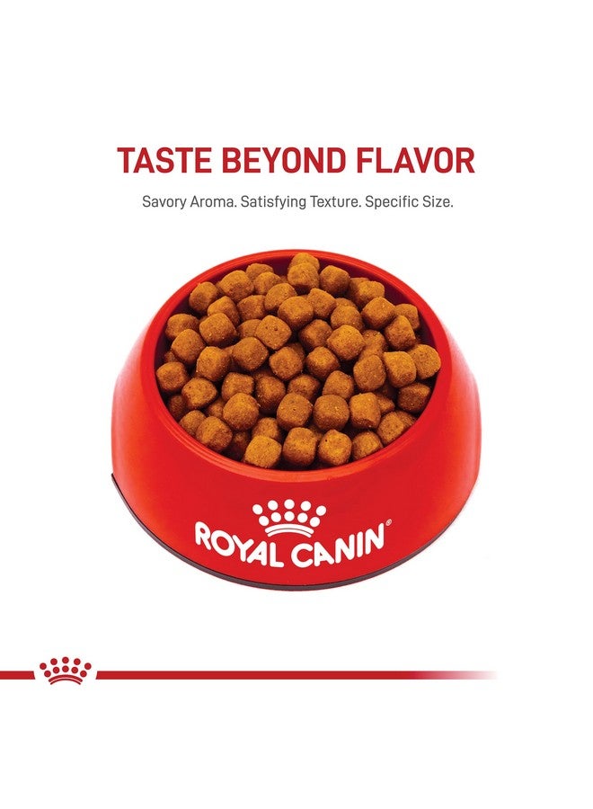 رويال كانين طعام جاف للقطط البالغة من سلالة ماين كون من رويال كانين، كيس 6 أرطال - Image 5