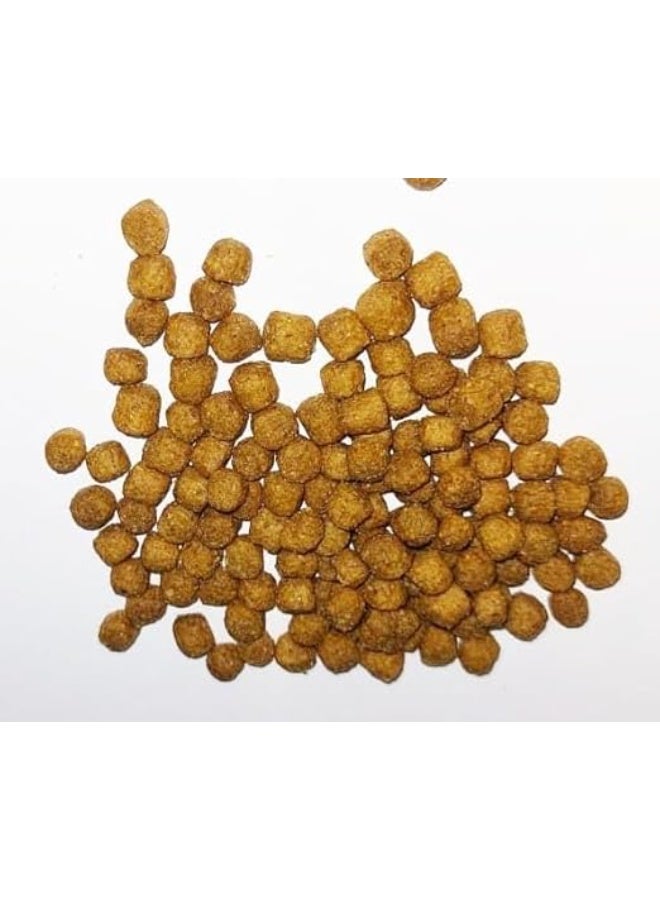 DoodzY Premium Dry Cat Food, Chicken,10 kg - Image 2