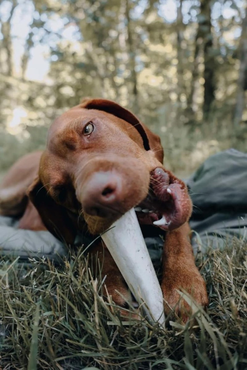 Cadet Double Stuffed Shin Bone  Highly Digestible High Protein LongLasting Dog Chew Bone for Aggressive Chewers Supports Dental Health  Bacon  Cheese Flavor Large 1 Count - Image 2