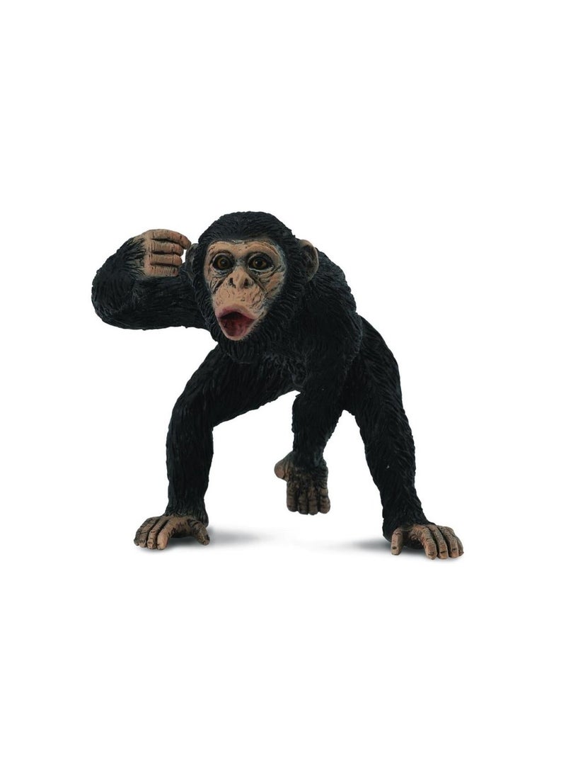 الشمبانزي