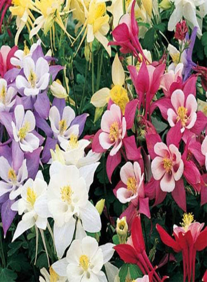 GGOOT Columbine Mixed Colors Aquilegia Caerulea (PKD) - 250 Bulk Seeds