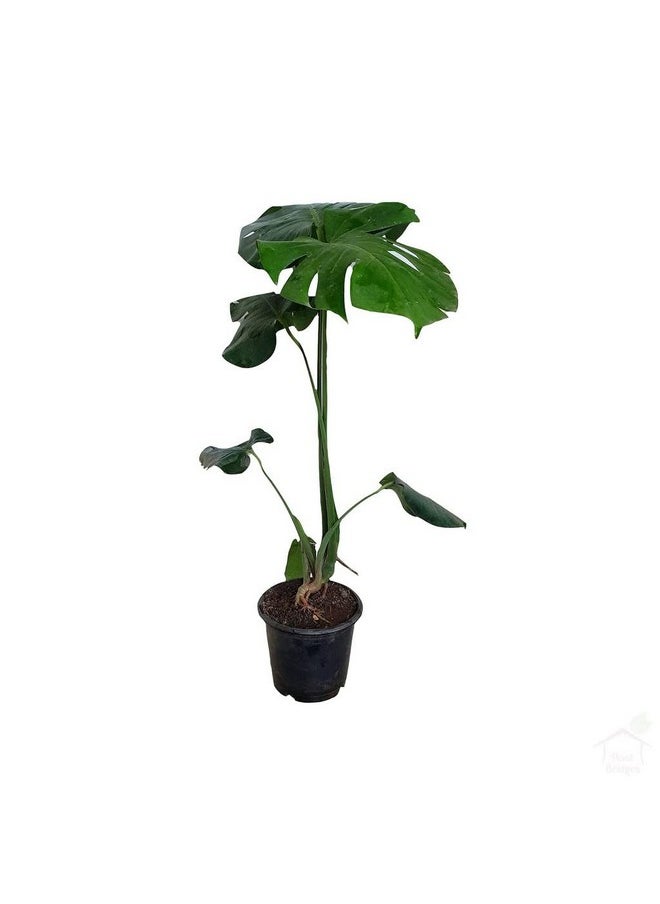 المزارع المبدع - مونسترا ديليسيوسا - Image 1