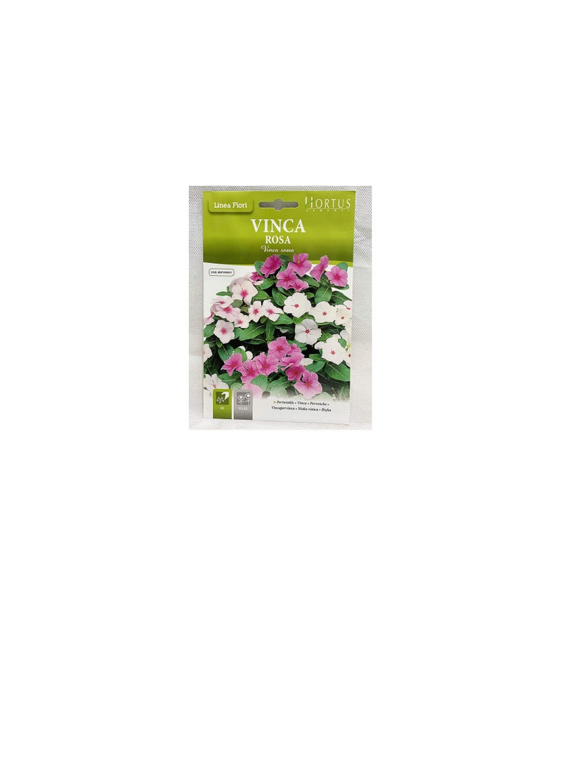 Vinca rosea Seeds - Image 2
