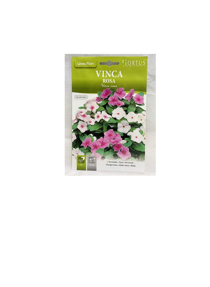 Vinca rosea Seeds - Image 3