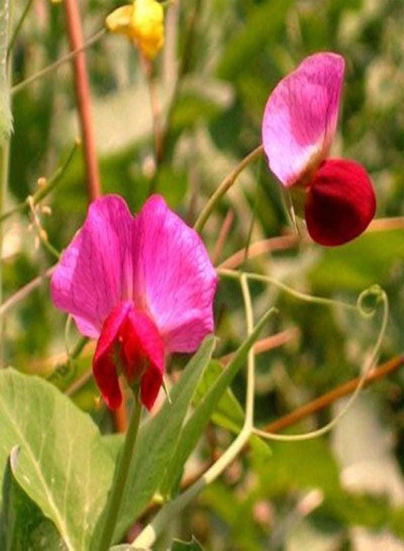 جي جوت 50 قطعة/حقيبة من بذور النباتات الريفية سريعة النمو متعددة الألوان بذور البازلاء للحديقة بذور البازلاء العرقية - Image 1