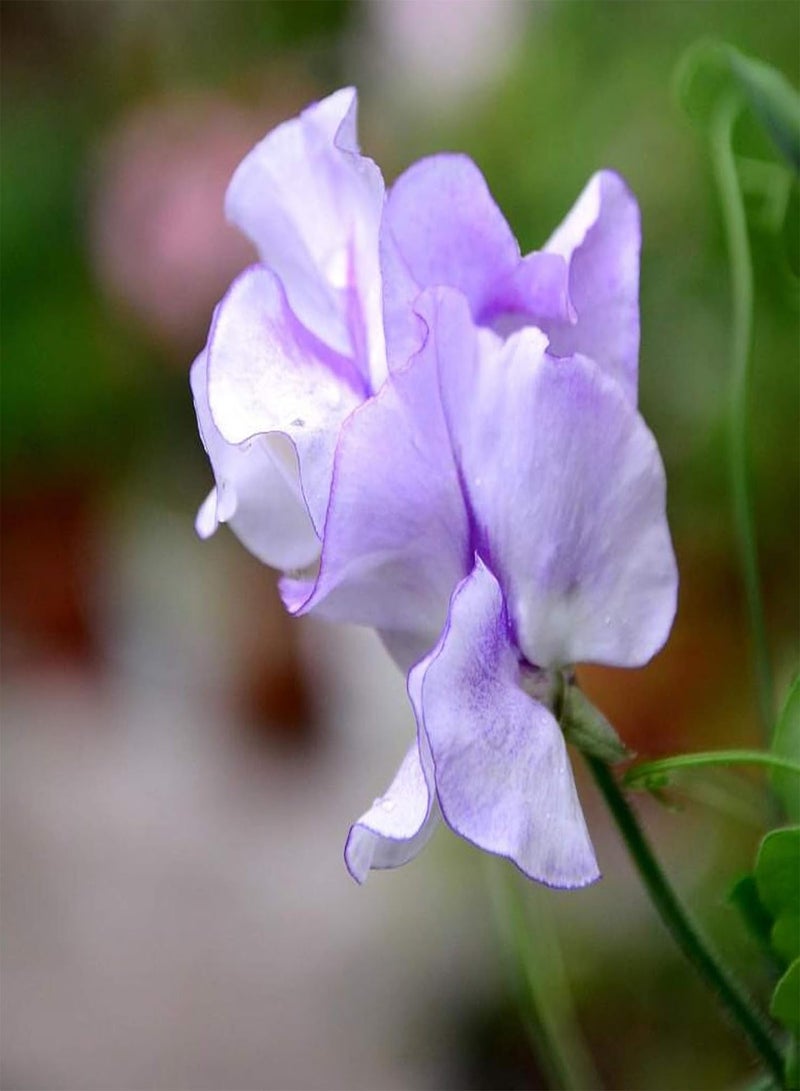 جي جوت 50 قطعة/حقيبة من بذور النباتات الريفية سريعة النمو متعددة الألوان بذور البازلاء للحديقة بذور البازلاء العرقية - Image 3