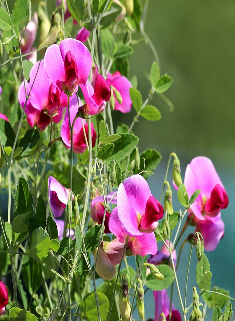 جي جوت 50 قطعة/حقيبة من بذور النباتات الريفية سريعة النمو متعددة الألوان بذور البازلاء للحديقة بذور البازلاء العرقية - Image 4