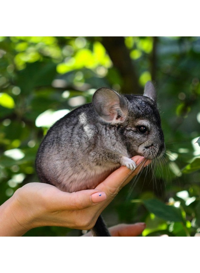 Petpost | Chinchilla Bath Dust for Small Animals - Natural, Pure Cleansing Pumice Sand for Cleaning Degus, Hamsters, & Gerbil 2.5 lb. - Image 5