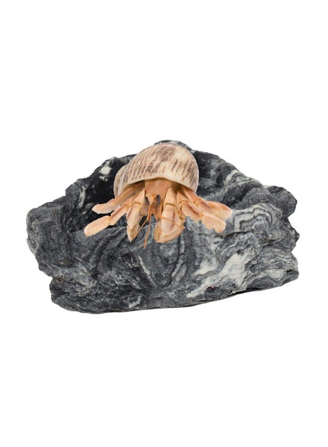 Needzo Corner Rock Bowl for Hermit Crabs, Food and Water Dish Accessory, Tank Supplies, 3 Inches - Image 5