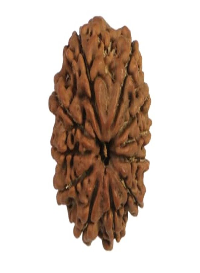 IRIS GEMS 11 Face Rudraksha Nepal 11 Mukhi Rudraksha Original Certified by Igl Eleven Faced Rudraksha for Men Women Mala Pendant 11 मुखी रुद्राक्ष Genuine Gyarah Mukhi Rudraksha ग्यारह मुखी रुद्राक्ष - Image 1