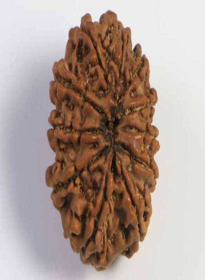 IRIS GEMS 11 Face Rudraksha Nepal 11 Mukhi Rudraksha Original Certified by Igl Eleven Faced Rudraksha for Men Women Mala Pendant 11 मुखी रुद्राक्ष Genuine Gyarah Mukhi Rudraksha ग्यारह मुखी रुद्राक्ष - Image 2