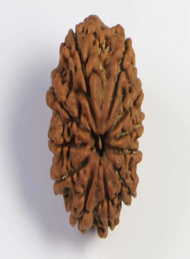 IRIS GEMS 11 Face Rudraksha Nepal 11 Mukhi Rudraksha Original Certified by Igl Eleven Faced Rudraksha for Men Women Mala Pendant 11 मुखी रुद्राक्ष Genuine Gyarah Mukhi Rudraksha ग्यारह मुखी रुद्राक्ष - Image 3