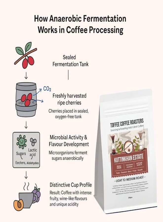Toffee Coffee Roasters Kuttin Khan Estate | Processing Anaerobic | Freshly Roasted Ground Coffee | Light to Medium Roast | Grind: Hariov60 Notes: Cinnamon and Nutmeg Spice, 250GM - Image 2