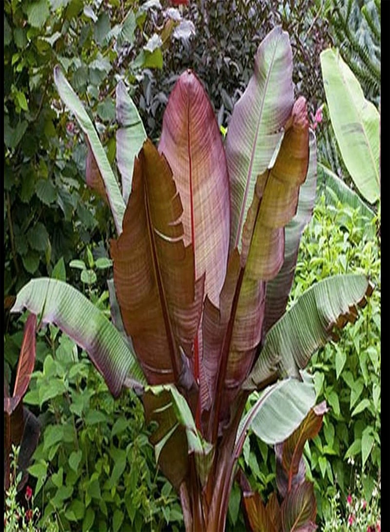 جي جوت 23 بذورًا من نبات الموز الغريب - موسى إنسيتي - بذور نباتات استوائية غريبة - قيمة