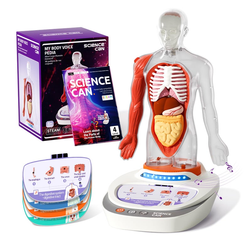 Science Can Human Body Model for Kids, Interactive Human Anatomy Talking Model - 11 Inch Realistic Anatomical Assembly Kit 15PCS Removable Parts and Guide STEM Educational Toys for Kids Aged 6+ Gifts - Image 1