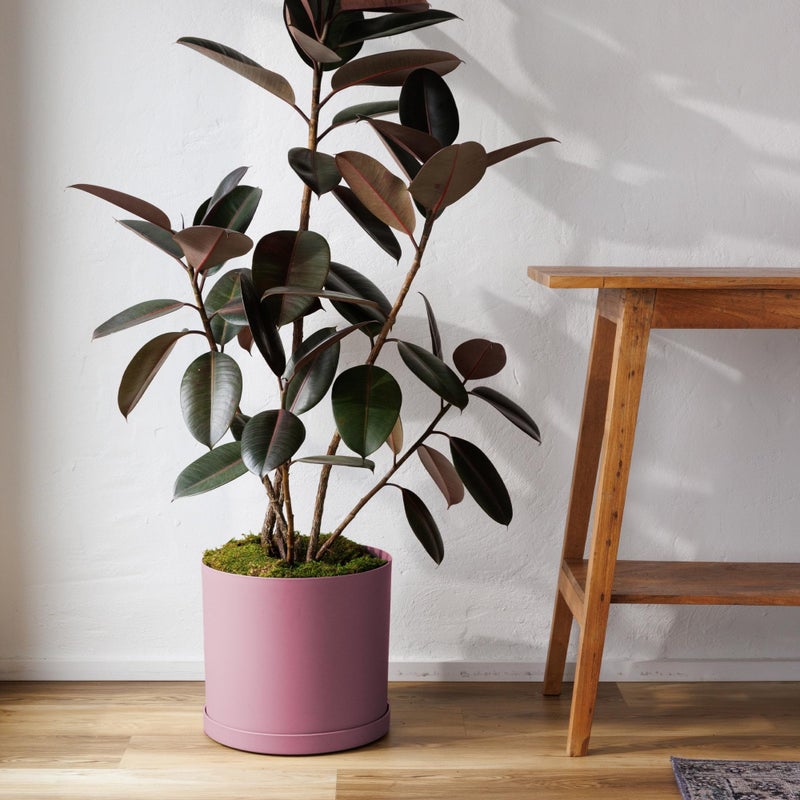 Bloem Mathers 12" Dusty Rose Round Modern Resin Garden Planter Pot with Drainage Holes and Removable Saucer Tray Included - Image 2