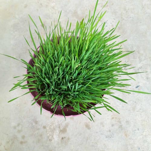 Gachwala Premium Mixed Catgrass Refill Pack (Barley + Rye + Wheat) 225gm | Organic Blend for Healthy Cats | Perfect for Digestion & Nutrition 100% Natural Pet Safe | Cat Grass Seeds - Image 2