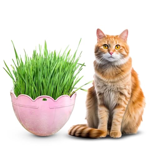 Gachwala Premium Mixed Catgrass Refill Pack (Barley + Rye + Wheat) 225gm | Organic Blend for Healthy Cats | Perfect for Digestion & Nutrition 100% Natural Pet Safe | Cat Grass Seeds - Image 4
