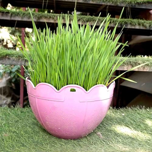 Gachwala Premium Mixed Catgrass Refill Pack (Barley + Rye + Wheat) 225gm | Organic Blend for Healthy Cats | Perfect for Digestion & Nutrition 100% Natural Pet Safe | Cat Grass Seeds - Image 3
